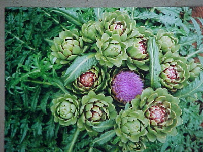 alcachofera planta