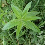 Cedrón – (Aloysia citrodora Paláu.).