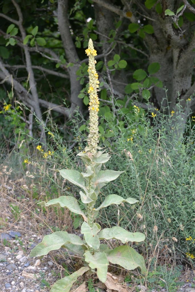 verbascum hierba del paño