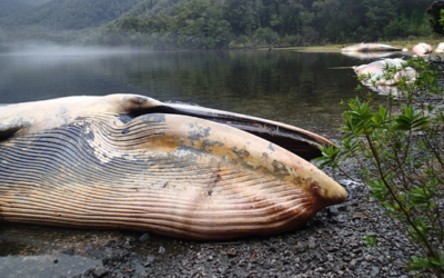Varamiento de 337 ballenas en la Patagonia. La Fiscalía de Aysén investiga este caso alarmante.