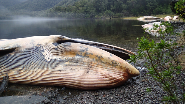 Varamiento de 337 ballenas en la Patagonia. La Fiscalía de Aysén investiga este caso alarmante.