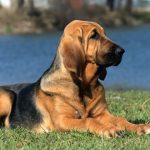 Bloodhound