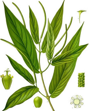 Matico ilustración propiedades