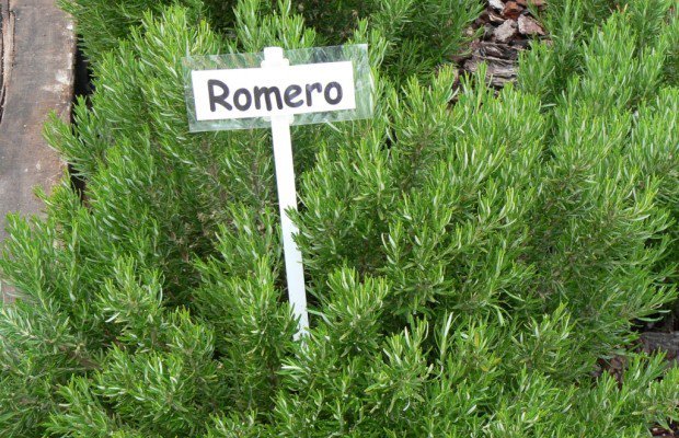 Romero Aprende como utilizar las bondades del romero