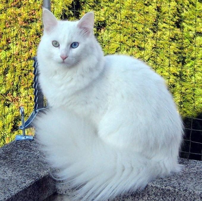 Angora Turco - La raza más antigua de gatos del mundo.