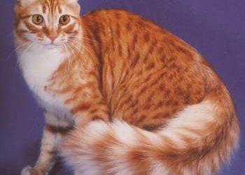 Curl Americano – Razas de gatos. Un gato de orejas particulares