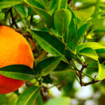 Naranjo amargo / Naranjo agrio